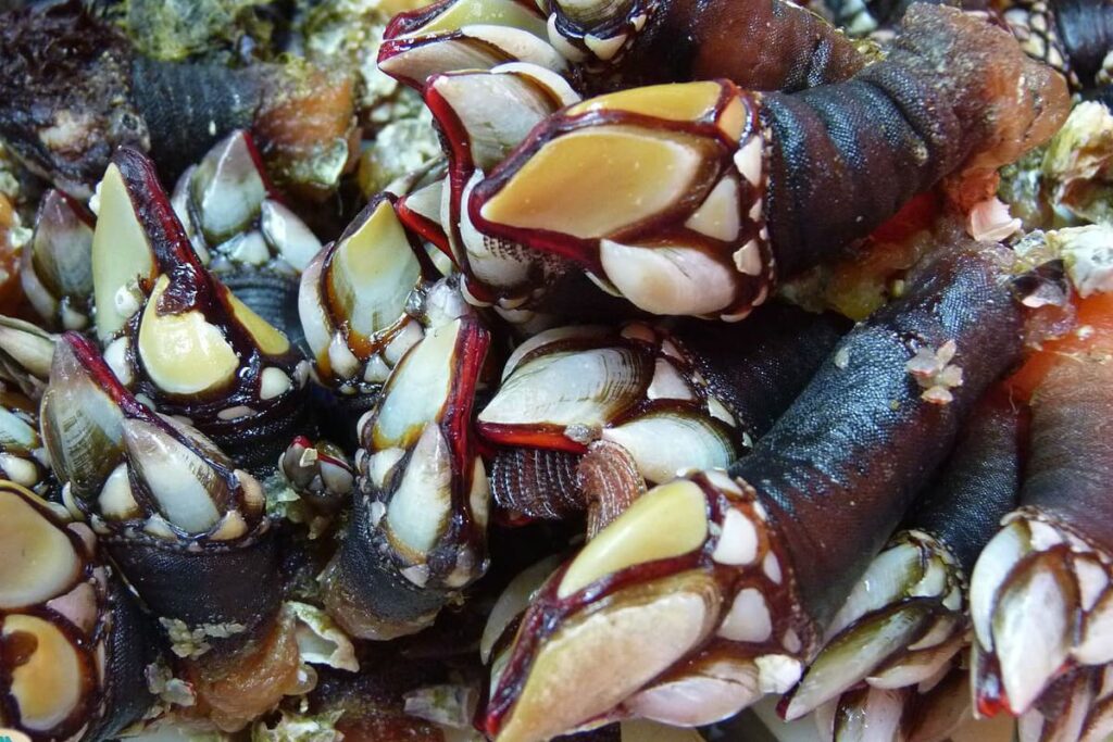 Where to eat barnacle in Galicia